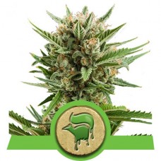 Sweet Skunk Auto - Royal Queen Seeds